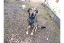 <b> Pies został znaleziony w miejscowości Łubna</b>