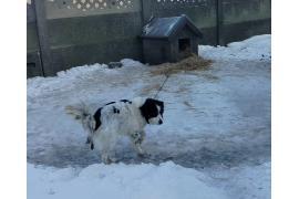 <b>GM. CZERSK. Cały czas trwają zimowe kontrole warunków utrzymania zwierząt w gminie Czersk (ZDJĘCIA)</b>