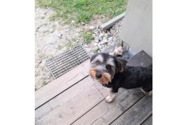 <b>AKTUALIZACJA - PIESEK ZOSTAŁ ZABRANY DO DOMU. CZERSK. Piesek przyszedł na posesję. Czy ktoś go szuka? Podajemy kontakt (FOTO)</b>