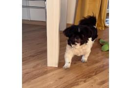 <b>AKTUALIZACJA - piesek został odebrany. CZERSK. Komu zaginął piesek? (ZDJĘCIA)</b>