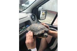 <b>GM. CZERSK. Znalazł żółwia na drodze. `Może go ktoś szuka`(FOTO)</b>