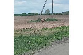 <b>GM. CZERSK. Czytelnik przesłał zdjęcie wilka. Radni zajmą się ponownie treścią apelu (ZDJĘCIA)</b>