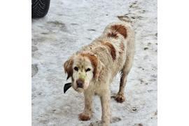 <b>AKTUALIZACJA - pies wrócił do właściciela. CZERSK. Pies czeka na właściciela</b>