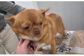 <b>AKTUALIZACJA. CZERSK. Kogo zguba? Błąkał się dziś po ulicy Starego Urzędu i Mickiewicza w Czersku (FOTO)</b>