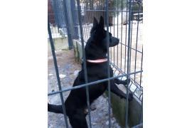 <b>CZERSK. Komu uciekł piesek? Został zabezpieczony dziś w Czersku, ul. Pomorska</b>