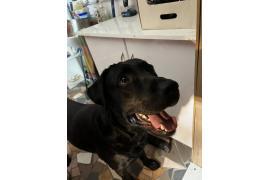 <b>CZERSK. Przybłąkał się piesek – poszukiwany właściciel</b>