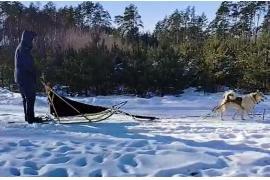 <b>GM. CZERSK. Psi zaprzęg w Nadleśnictwie Czersk. Publikujemy nagranie (WIDEO)</b>