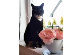 <b>CZERSK. Zaginął kot</b>