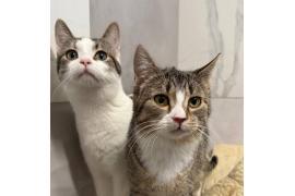 <b>Zapraszamy do wspólnego świętowania - Dzień Kota – 17 lutego</b>