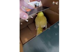 <b> CZERSK. Pilne!!! Znaleziono papużkę</b>