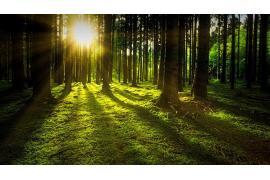 <b>Odnowienia lasów – wnioski można składać do starosty chojnickiego</b>