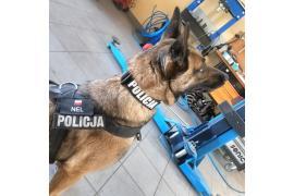 <b> POW. STAROGARDZKI. Szkolenie psów na terenie komendy policji w Starogardzie Gdańskim (ZDJĘCIA) </b>
