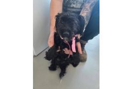 <b>CZERSK. Poszukiwany właściciel pieska (ZDJĘCIA)</b>