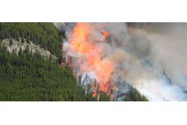 <b> Strażacy ostrzegają przed pożarami lasów (WIDEO)</b>