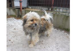 <b>CZERSK. Szukamy właścicieli 2 piesków - znalezione w Czersku</b>