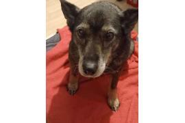 <b>GM. CZERSK. ZNALEZIONO SUCZKĘ (FOTO)</b>