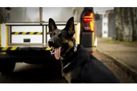 <b> POW. CHOJNICKI. Policjanci mają nowe, specjalne radiowozy dla psów – jeden z nich trafił do Chojnic (ZDJĘCIA) </b>