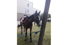 <b>Koń został zatrzymany przy dworcu PKP w Czersku</b>