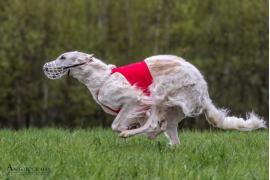 <b> POW. CHOJNICKI. International Polish Lure Coursing Championship CACIL Swornegacie </b>