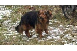 <b>CZERSK. Te pieski są u nas w Czersku. Ich właściciel zmarł i szukają nowego kochającego domu! Może chcesz przygarnąć?</b>