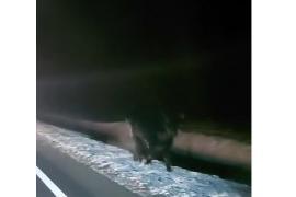 <b>GM. CZERSK. Uwaga kierowcy! Jałówka w rejonie DK22 - może stwarzać zagrożenie dla ruchu drogowego (WIDEO)</b>