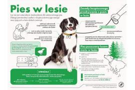 <b>Nadleśnictwo Czersk. PIES W LESIE (INFOGRAFIKA)</b>