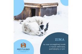 <b>Schronisko dla zwierząt w Chojnicach `Przytulisko`: Zima to czas szczególnej troski o nasze zwierzęta</b>
