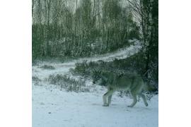 <b>Monitoring wilka szarego Canis lupus w TPK w latach 2022-2025 (DANE, ZDJĘCIA)</b>