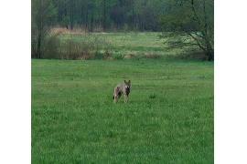 <b>GM. CZERSK. Czytelniczka: Wilk podszedł blisko pod naszą posesję (WIDEO) </b>