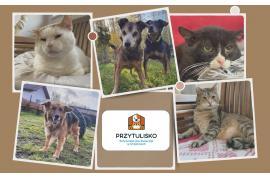 <b>Zbiórka na leczenie - Schronisko dla zwierząt w Chojnicach `Przytulisko` (APEL)</b>
