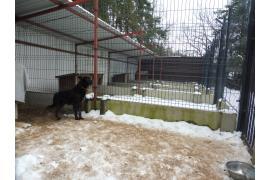 <b>GM. CZERSK. PROCEDURA POSTĘPOWANIA W PRZYPADKU ZNALEZIENIA BEZDOMNEGO ZWIERZĘCIA - WYPADEK LUB MARTWE ZWIERZĘ (KOMUNIKAT)</b>