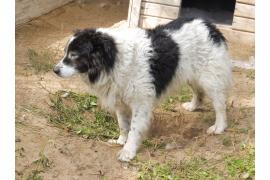 <b>CZERSK. Pies znaleziony w Czersku, nad rzeką, przy boisku</b>