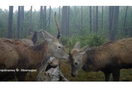 <b>Młode jelenie uchwycone w leśnym monitoringu. To 2-3 latki. Zobaczcie co robią (WIDEO) </b>