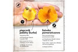 <b>NADLEŚNICTWO CZERSK: Różnice między gatunkami jadalnymi i jadalnymi raz... (INFOGRAFIKI)</b>