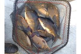 <b>Karp z własnej hodowli - SPRZEDAŻ</b>