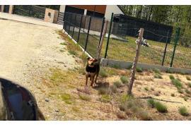 <b>GM. CZERSK. Czytelniczka: Dwa duże psy bez nadzoru (APEL)</b>