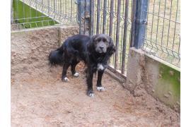 <b>AKTUALIZACJA - znalazł się właściciel jednego psa. GM. CZERSK. Szukamy właścicieli dwóch piesków</b>