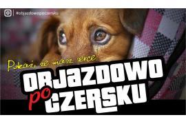 <b>Psiak to najlepszy przyjaciel człowieka – akcja Objazdowo po Czersku. Zapraszamy do udziału!</b>