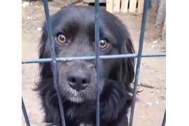 <b>CZERSK. A może Ty chciałabyś/chciałbyś adoptować pieska? Pilnie szukamy nowego domu dla pieska!</b>