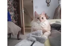 <b>GM. CZERSK.  KOMUNIKATY DOTYCZĄCE ZWIERZĄT - zbiórka darów, zaginął kot, poszukiwany właściciel psa (ZDJĘCIA)</b>