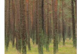 <b>List: „Mieszkańcy wsi i lasów są mniej ważni od mieszkańców miast?”</b>
