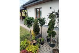 <b>GM. CZERSK. PODZIĘKOWANIA od mieszkańców Sołectwa Łąg Kolonia (ZDJĘCIA)</b>