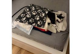 <b>GM.CZERSK. APEL MIESZKANKI Sołectwo Gutowiec! Ktoś bardzo mocno potruł mojego kota</b>