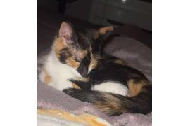 <b>AKTUALIZACJA - kotka się znalazła. Dziękujemy za przekazanie informacji. CZERSK. Zaginęła kotka</b>