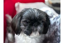 <b>Pomóżmy odnaleźć pieska! Po zderzeniu aut na DK22 piesek uciekł...</b>